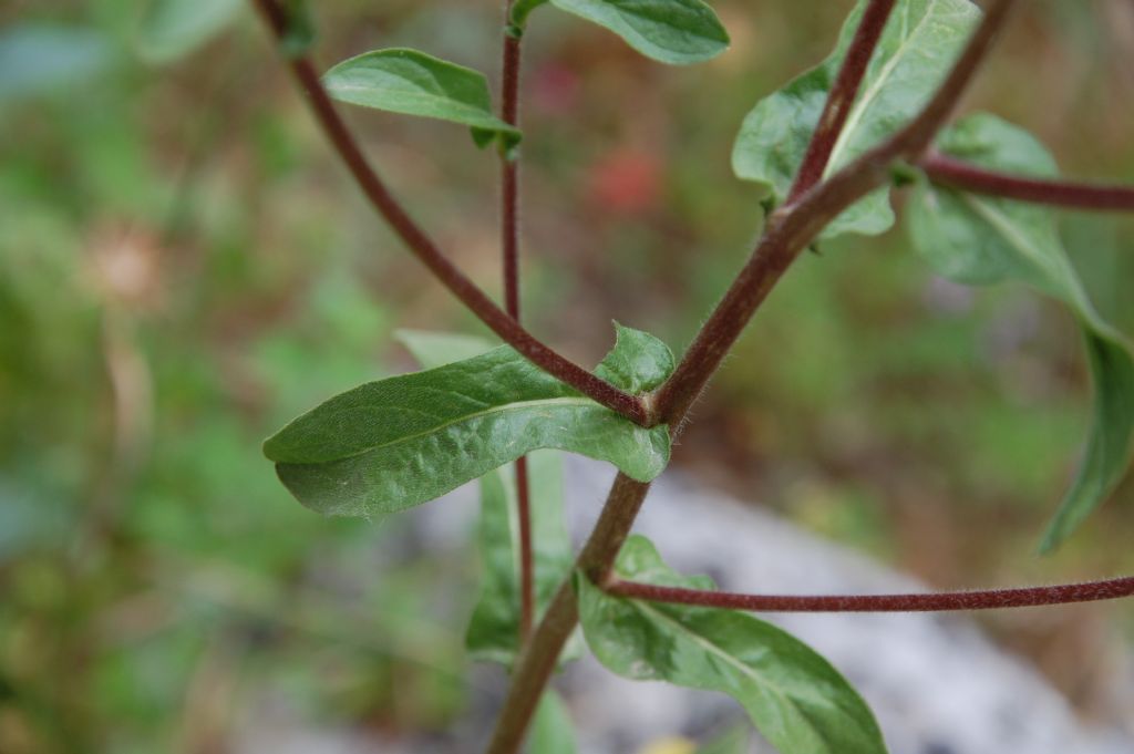 Pallenis spinosa / Asterisco spinoso